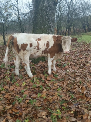 Vând juninca gestantă ,tăuraș, și două vițele  - imagine 4