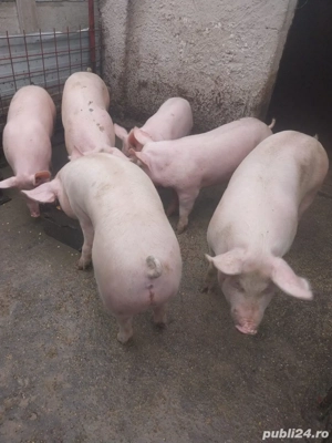 15 lei kg mai multe detali la numarul de telefon din anunt  - imagine 2