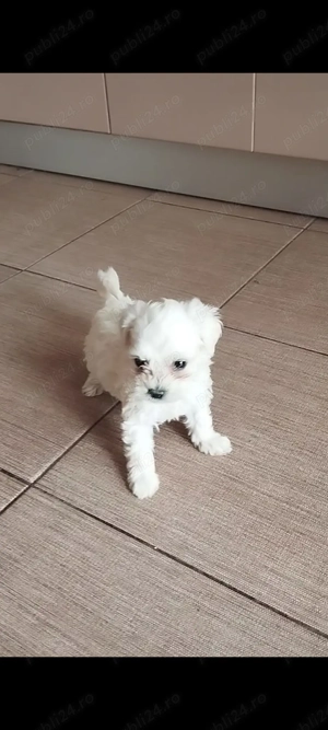 Bichon maltes mini toy 