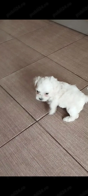 Bichon maltes mini toy  - imagine 3