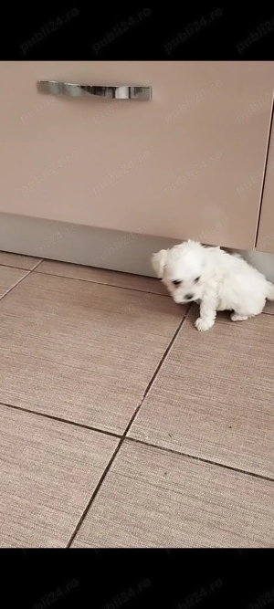 Bichon maltes mini toy  - imagine 2