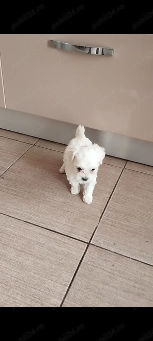 Bichon maltes mini toy  - imagine 5