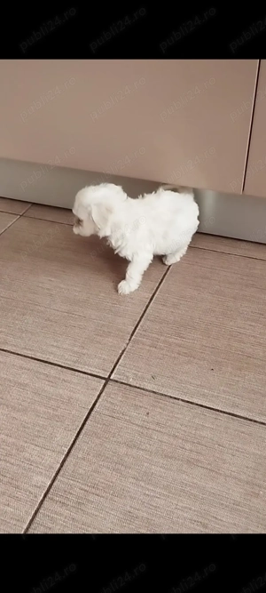 Bichon maltes mini toy  - imagine 4