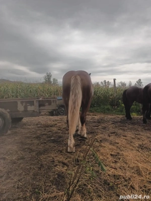 Manz un an jumate - imagine 2