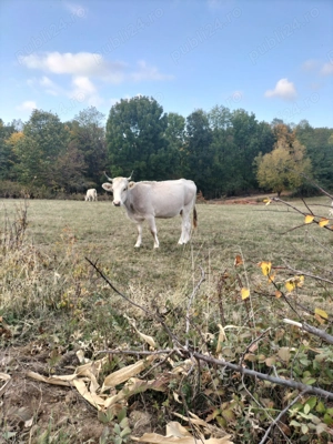 Vand taurasi si juninci - imagine 2