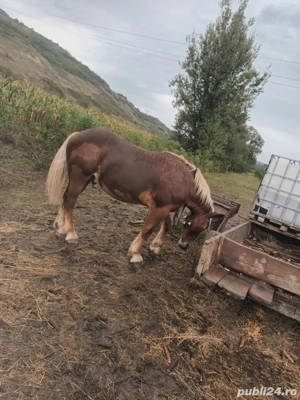 Manz un an jumate - imagine 3