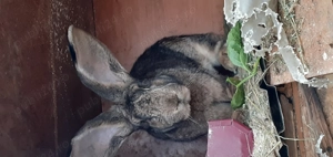 Urias german  femele  și  masculi disponibili 