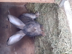 Urias german  femele  și  masculi disponibili  - imagine 3