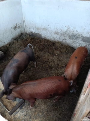 Porci si purcei intarcati de vanzare