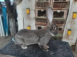 Urias german femele disponibile  - imagine 5