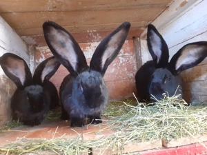 Urias german  femele  și  masculi disponibili  - imagine 4