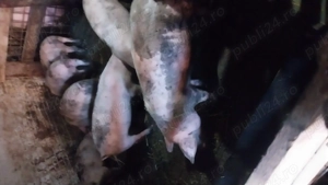 Vând șoldani de 4 luni