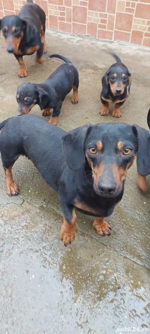 Vînd căței rasa tekel  - imagine 2