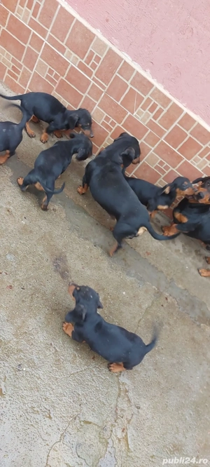 Vînd căței rasa tekel  - imagine 4