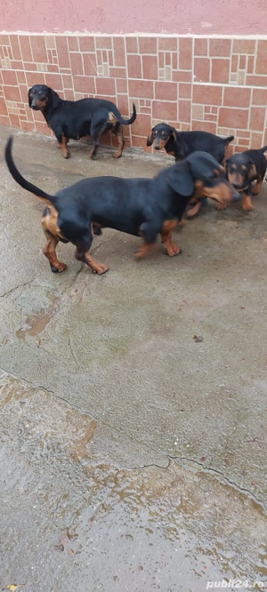 Vînd căței rasa tekel  - imagine 5