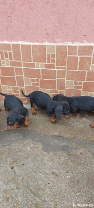 Vînd căței rasa tekel  - imagine 3