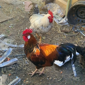 Cocoși Austrolorp  si Brahma - imagine 3