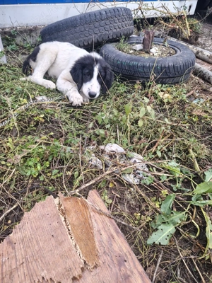 Ciobanesc de Bucovina femela