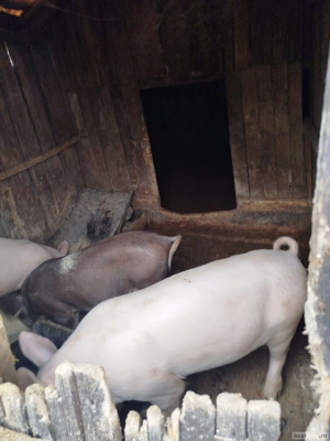 Porcii crescuți la mine in gospodărie 