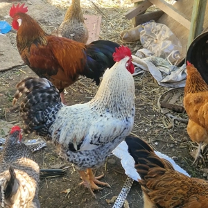 Cocoși Austrolorp  si Brahma - imagine 5