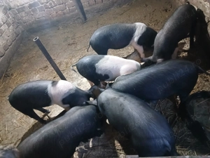 Purcei de vânzare 16 saptamani