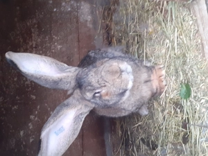 Urias german  femele  și  masculi disponibili  - imagine 2