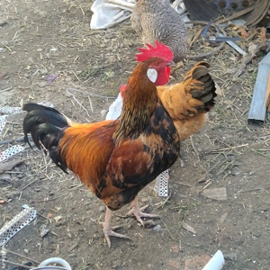 Cocoși Austrolorp  si Brahma - imagine 4