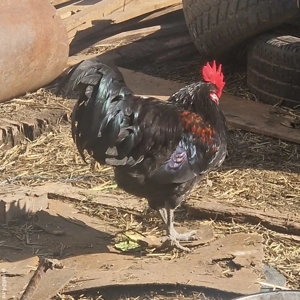 Cocoși Austrolorp  si Brahma