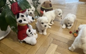 Bichonei maltez toy fetite si baietei