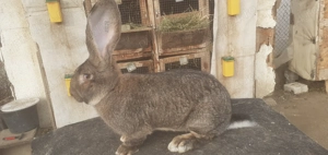 Urias german femele disponibile 