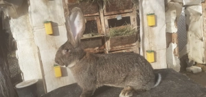 Urias german femele disponibile  - imagine 3