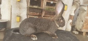 Urias german femele disponibile  - imagine 2