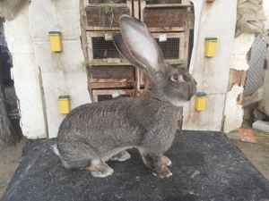 Urias german femele disponibile  - imagine 4