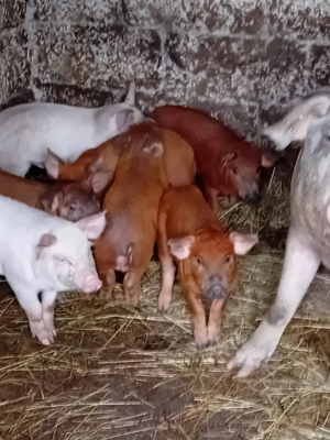 Purcei de vânzare  - imagine 2