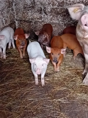 Purcei de vânzare  - imagine 3