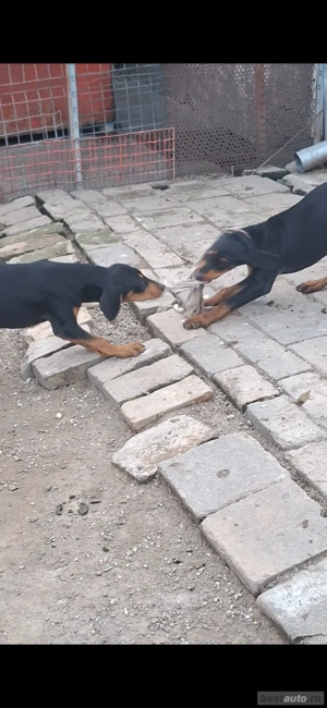 Căței de copoi ardelenesc 