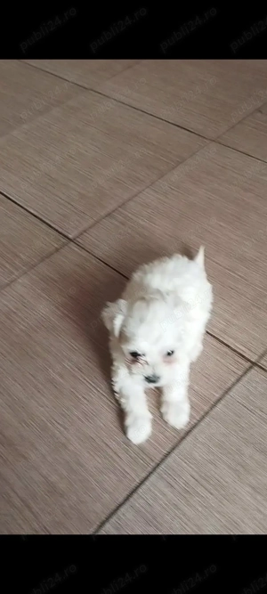 Bichon maltes mini toy  - imagine 10