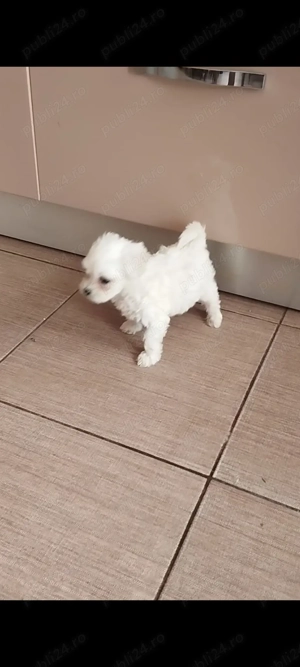 Bichon maltes mini toy  - imagine 6