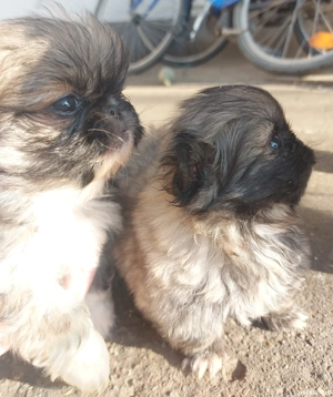 Fetița si băiat , cadoul perfect , părinții se pot vedea în poze - imagine 2