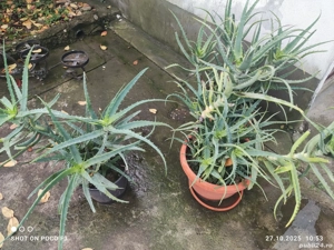 Plantă Aloe Vera 