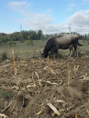 Vand taurasi si juninci - imagine 4
