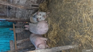 Vând porci marele alb 300kg Șoimuș  - imagine 3