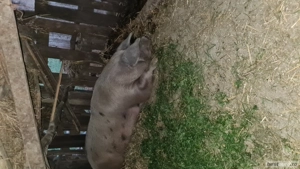 Vând porci marele alb 300kg Șoimuș  - imagine 4