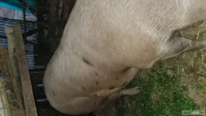 Vând porci marele alb 300kg Șoimuș 