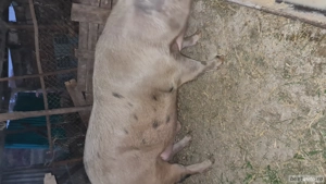 Vând porci marele alb 300kg Șoimuș  - imagine 2