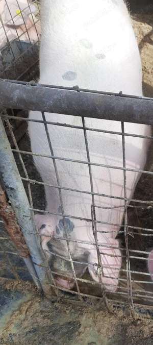 În Valea Vinului porc de vânzare  - imagine 2