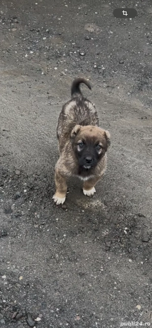 Doua femele Kangal si un mascul de intors rosu buni de oi, capre si vaci caini buni