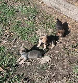 Donez catei, Razboieni - Neamt