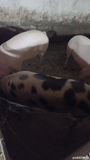 porci grasi devanzare - imagine 2