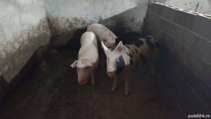 porci grasi devanzare